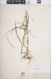 Muhlenbergia sylvatica image