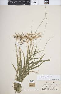 Muhlenbergia sylvatica image