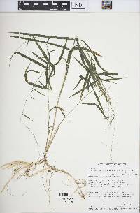 Muhlenbergia sylvatica image