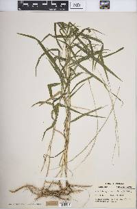 Muhlenbergia tenuiflora image