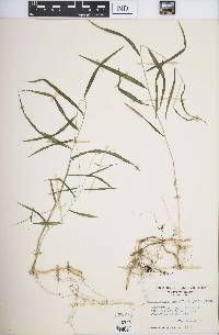 Muhlenbergia tenuiflora image