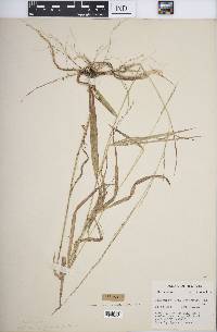 Muhlenbergia tenuiflora image