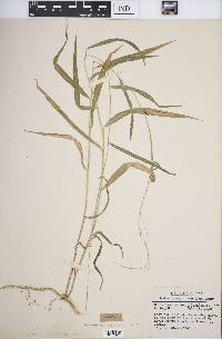 Muhlenbergia tenuiflora image