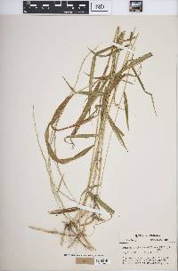 Muhlenbergia tenuiflora image