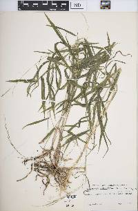 Muhlenbergia tenuiflora image