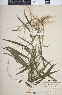 Muhlenbergia tenuiflora image