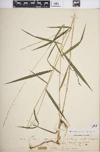 Muhlenbergia tenuiflora image