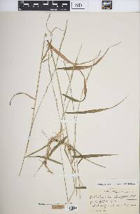 Muhlenbergia tenuiflora image