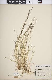 Muhlenbergia uniflora image