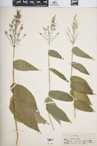 Olyra latifolia image