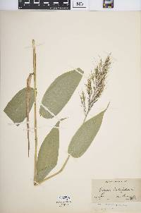 Olyra latifolia image