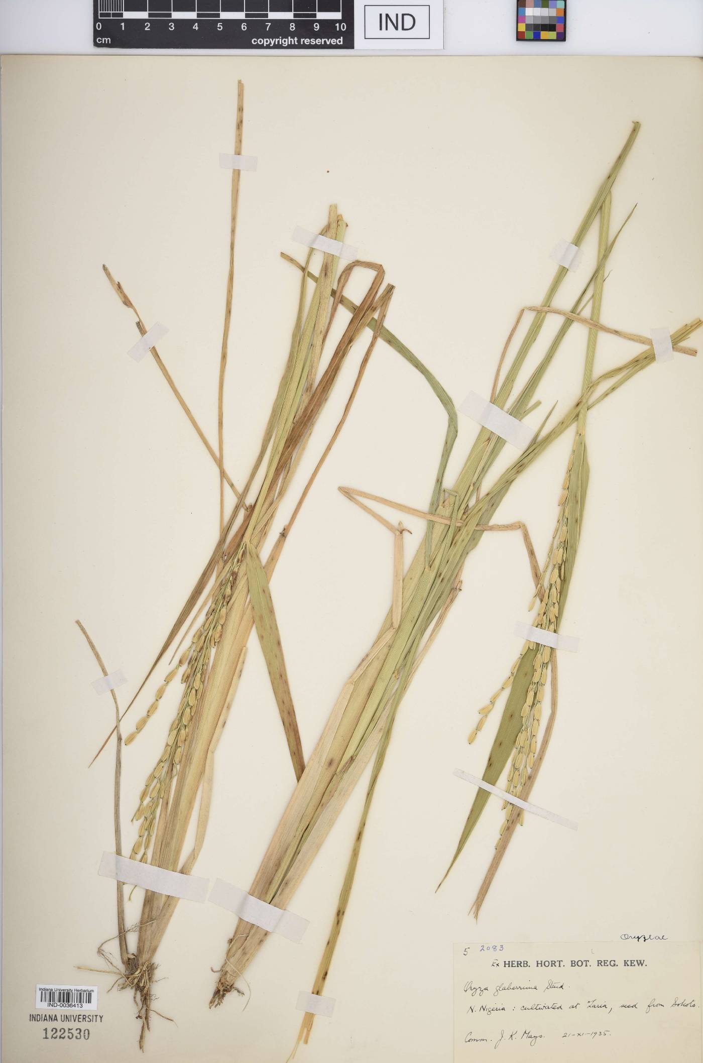 Oryza glaberrima image