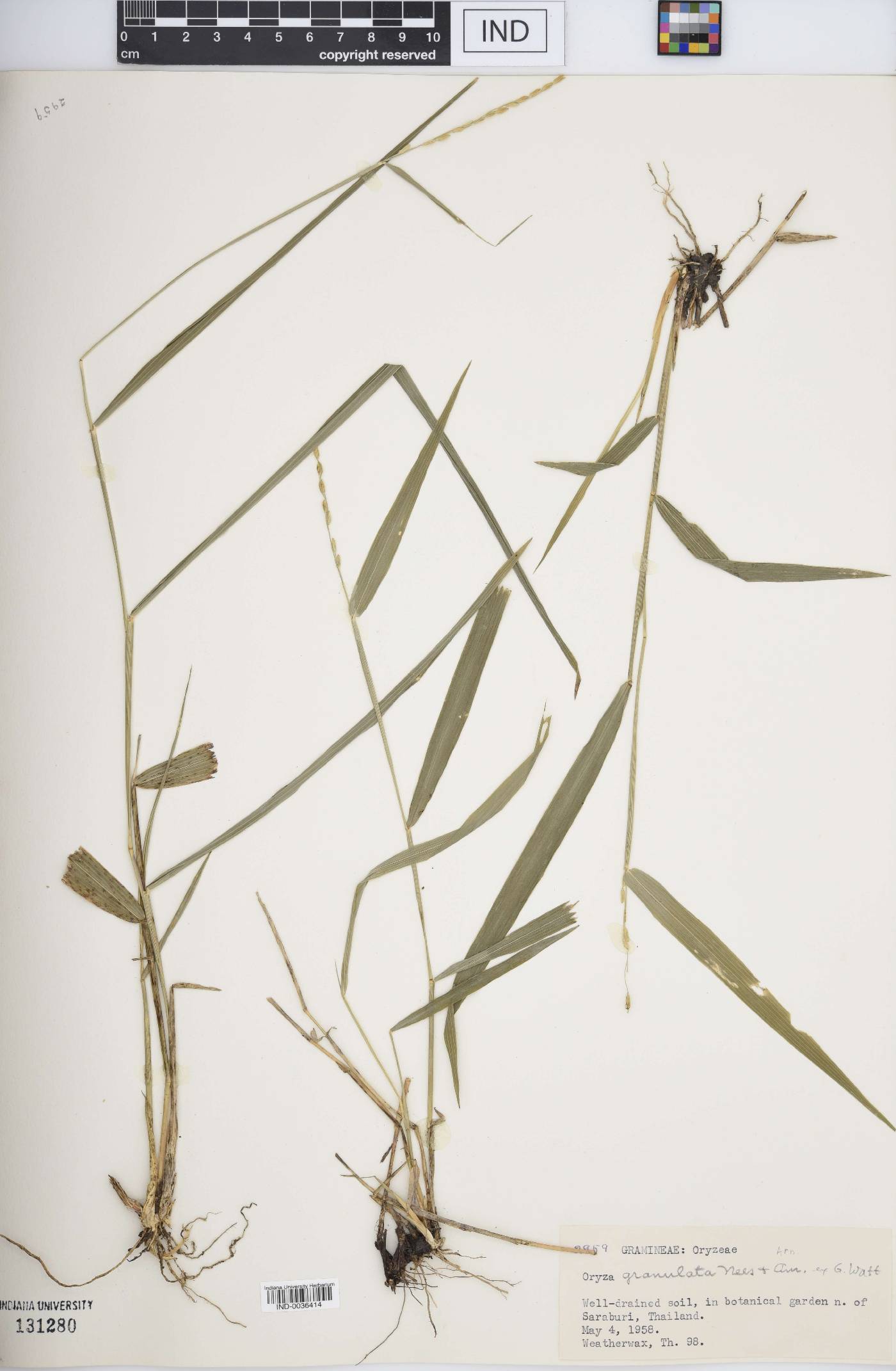 Oryza granulata image