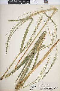 Oryza latifolia image