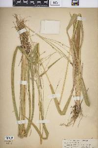 Oryza latifolia image