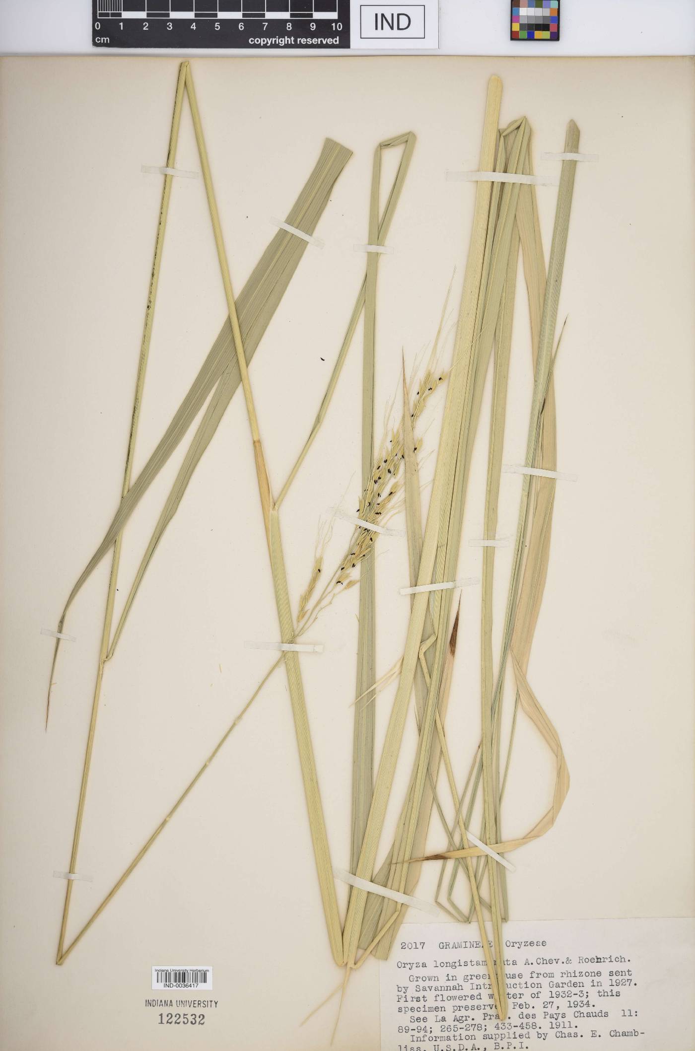 Oryza longistaminata image