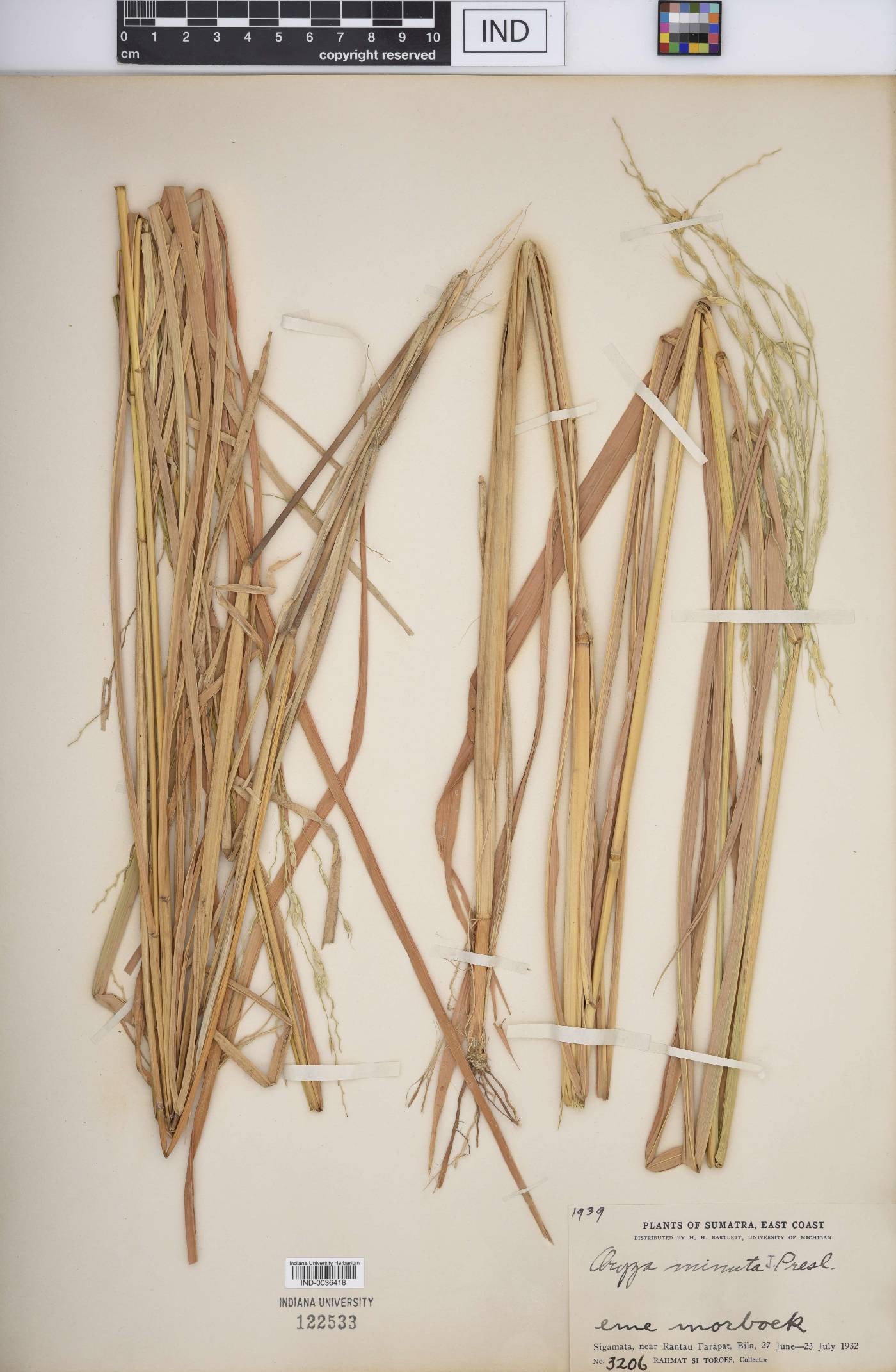 Oryza minuta image