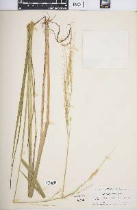 Oryza perennis image