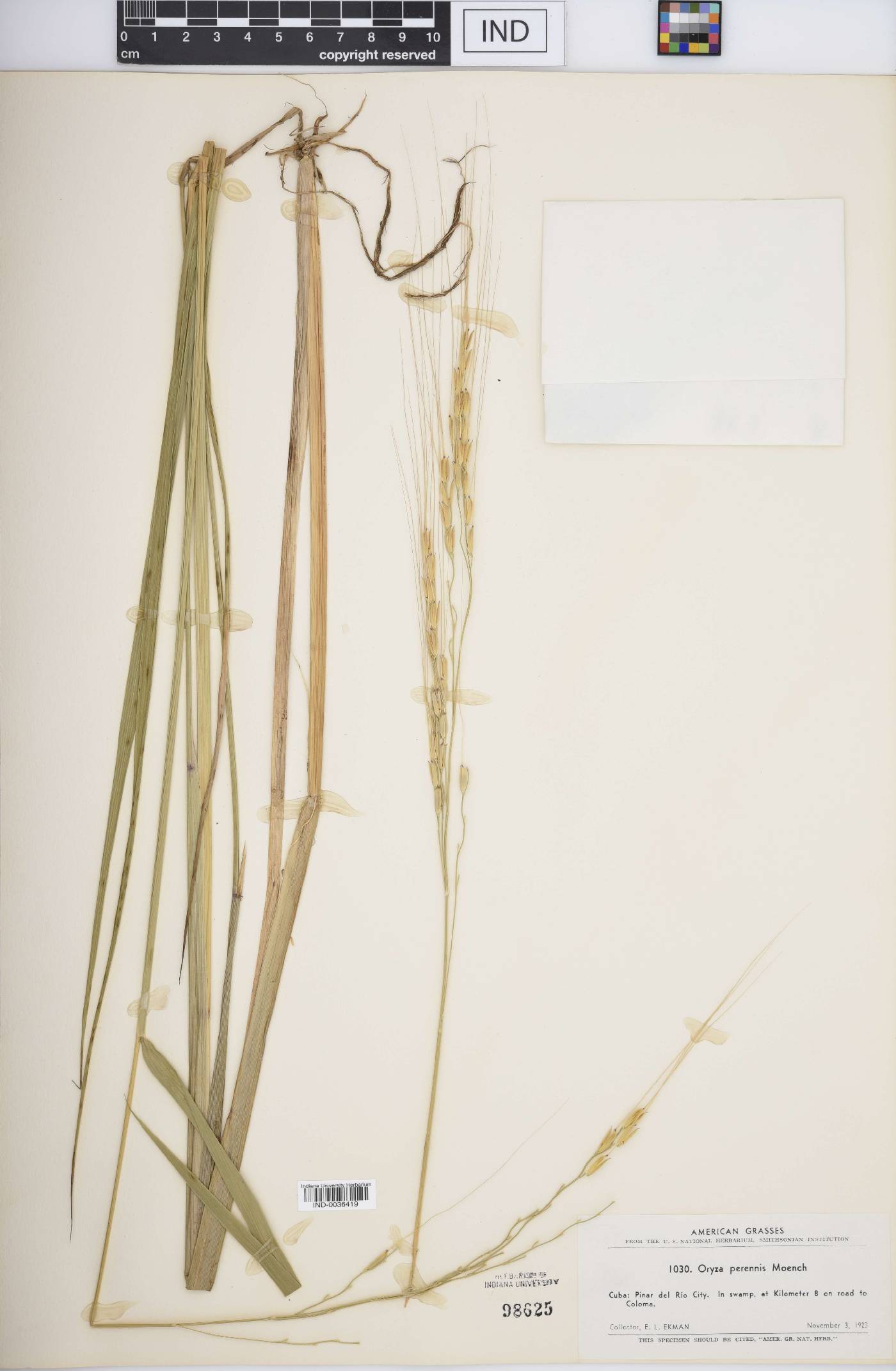 Oryza perennis image