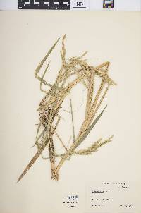 Oryza sativa image