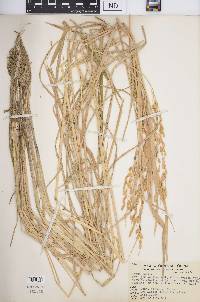 Oryza sativa image