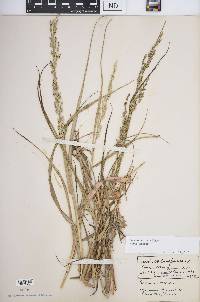 Panicum amarum var. amarum image