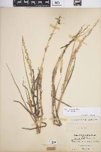 Panicum amarum var. amarum image