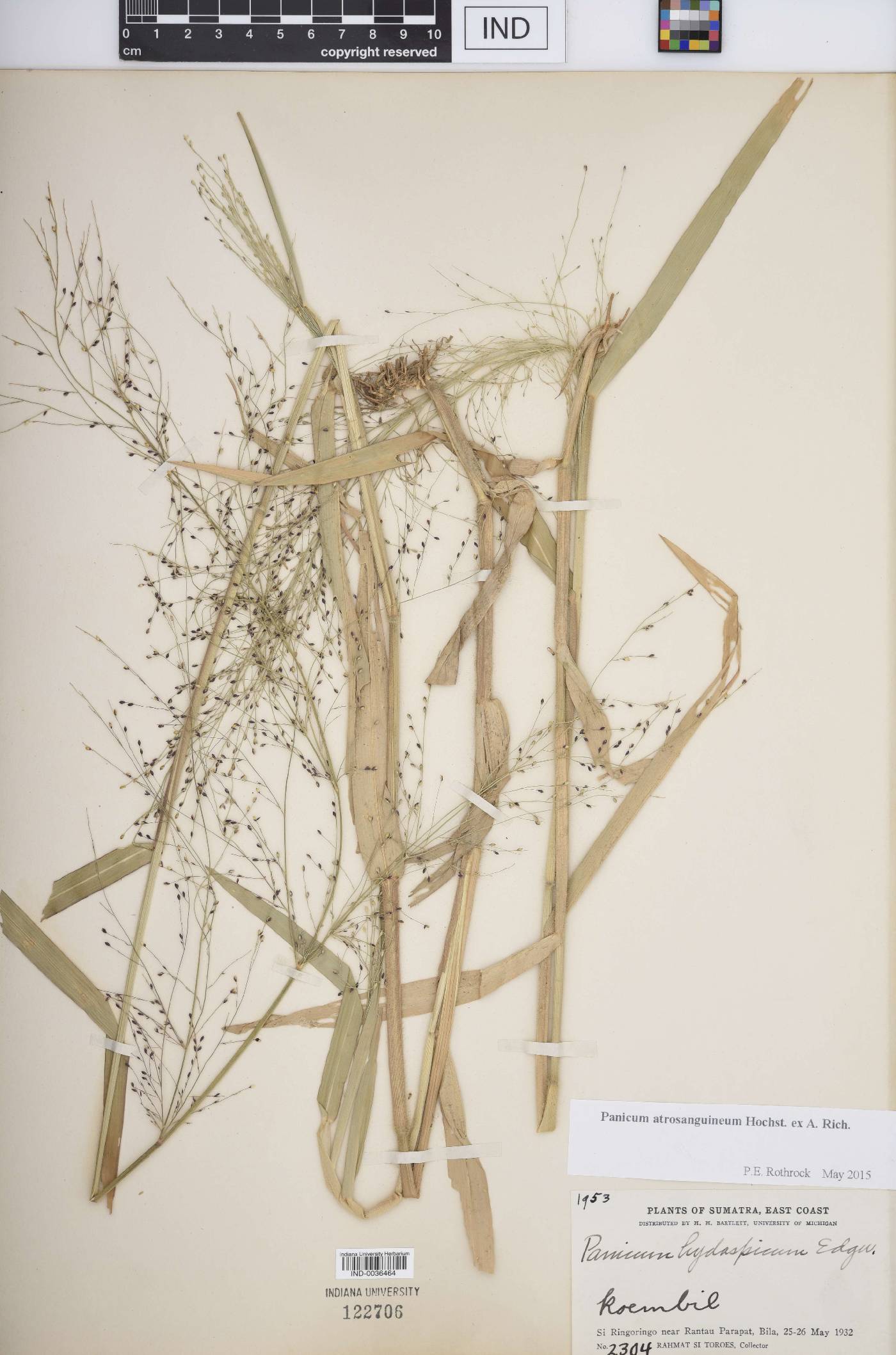 Panicum atrosanguineum image