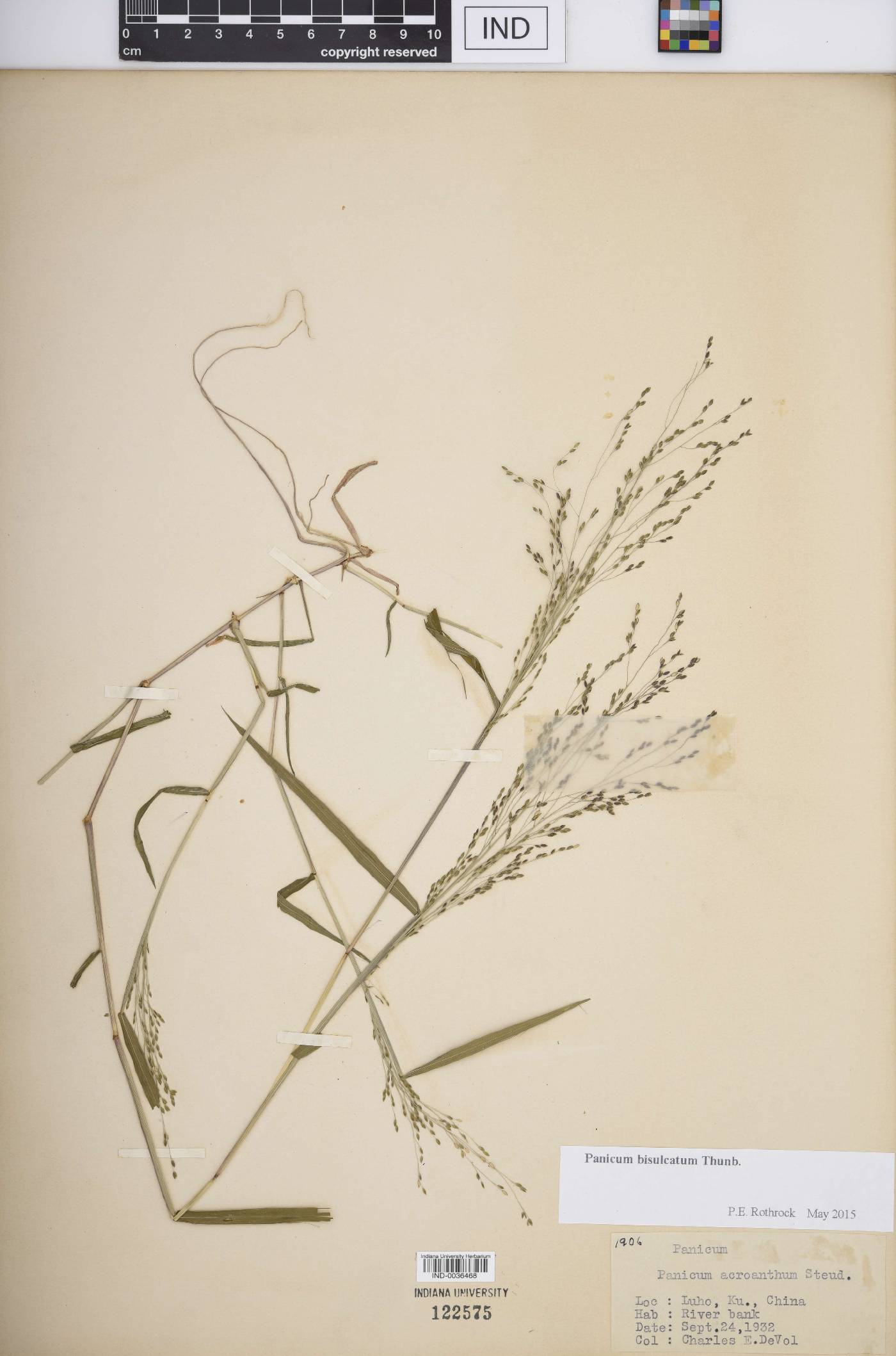 Panicum bisulcatum image