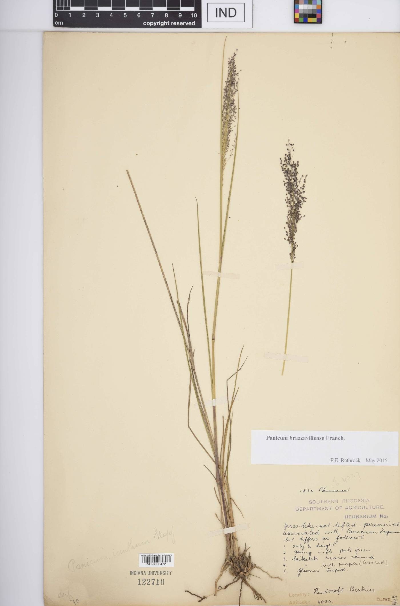 Panicum brazzavillense image