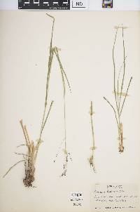 Zuloagaea bulbosa image