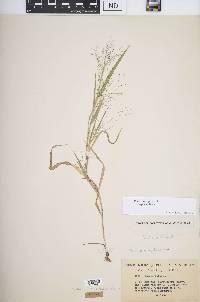 Panicum gattingeri image