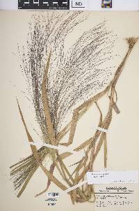 Panicum capillare subsp. capillare image