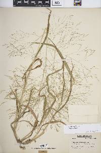 Panicum capillare subsp. capillare image