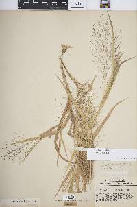 Panicum capillare subsp. capillare image