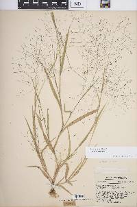 Panicum gattingeri image