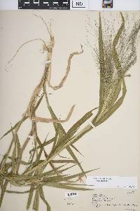 Panicum capillare subsp. capillare image