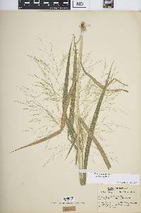 Panicum capillare subsp. capillare image