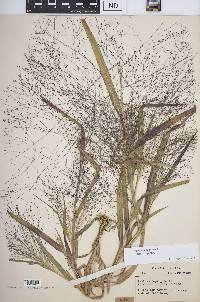 Panicum capillare subsp. capillare image