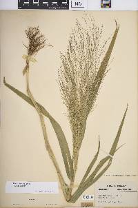 Panicum capillare subsp. capillare image