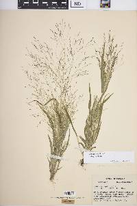 Panicum capillare subsp. capillare image