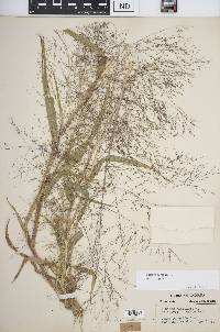 Panicum capillare subsp. capillare image