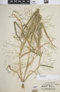Panicum capillare subsp. capillare image