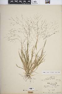 Panicum philadelphicum image