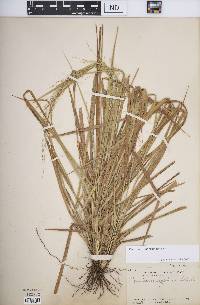 Panicum curviflorum image