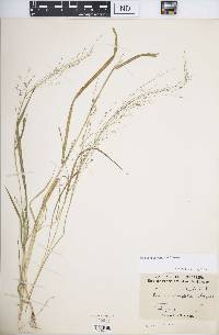 Panicum curviflorum image