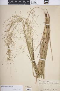 Panicum curviflorum image