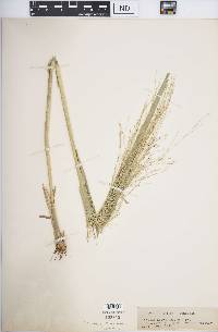 Panicum decompositum image