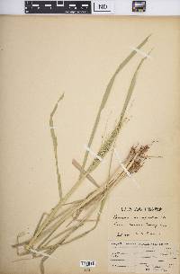 Panicum decompositum image