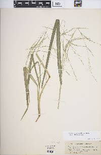 Panicum dichotomiflorum subsp. dichotomiflorum image